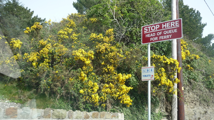 GALBEN IN IRLANDA. - IRLANDA SI ATLANTICUL