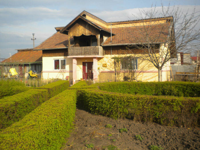 casa mea - flori din gradina casei mele MAR-APR 2011