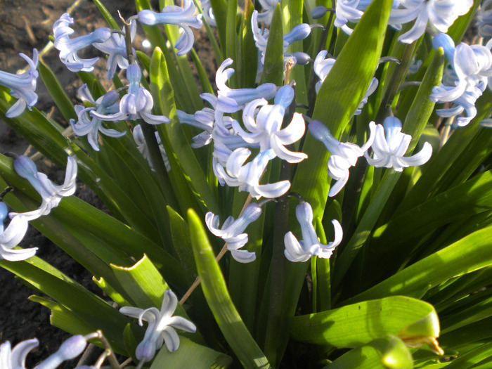 zambile [hyachinthus ] - flori din gradina casei mele MAR-APR 2011