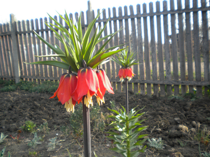 floarea pastelui [frintilaria imperialis ]