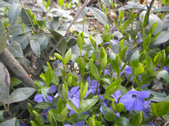 vinca minor [apocinaceae ] - flori din gradina casei mele MAR-APR 2011