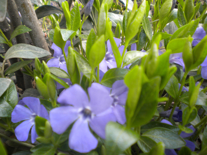 vinca minor [apocinaceae ] - flori din gradina casei mele MAR-APR 2011