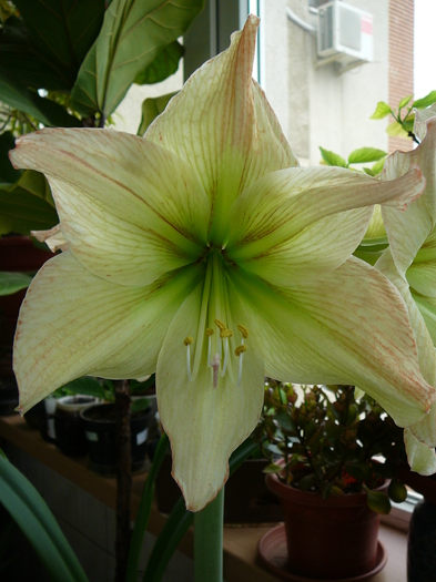 aprilie 2011 Limona - amaryllis