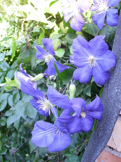 IMG_1045; CLEMATIS
