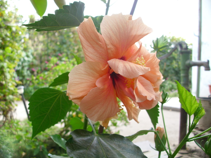 IMG_1055 - TRANDAFIR JAPONEZ-HIBISCUS