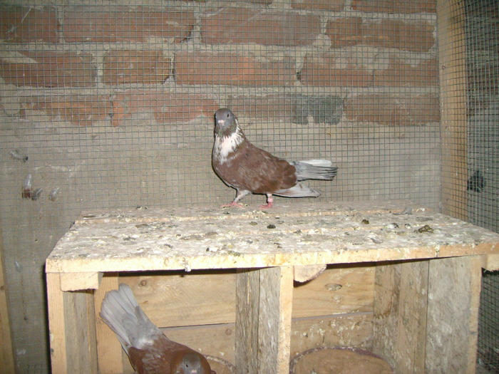 griv; de la istratescu crisan ploiesti
