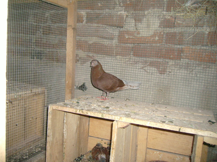 rosu; linie de zburatori solisti
