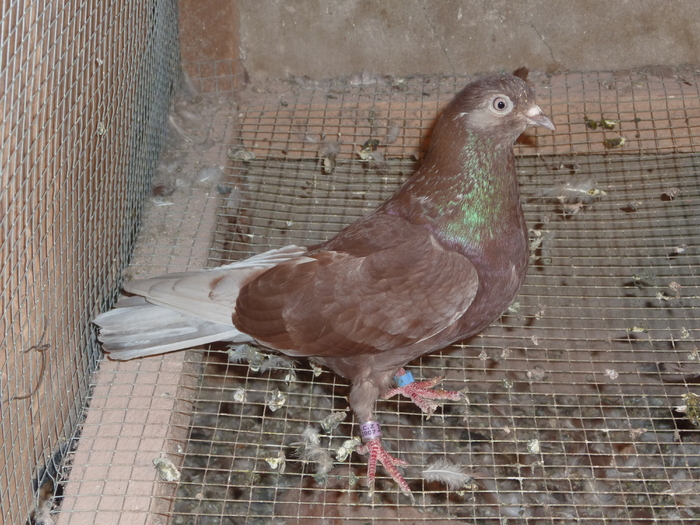 P1000894 - ciungi de ploiesti