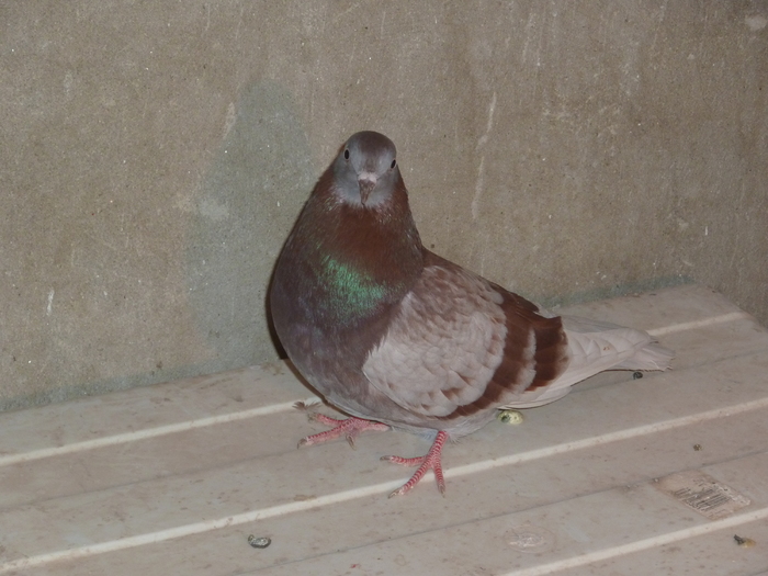 P1000895 - ciungi de ploiesti