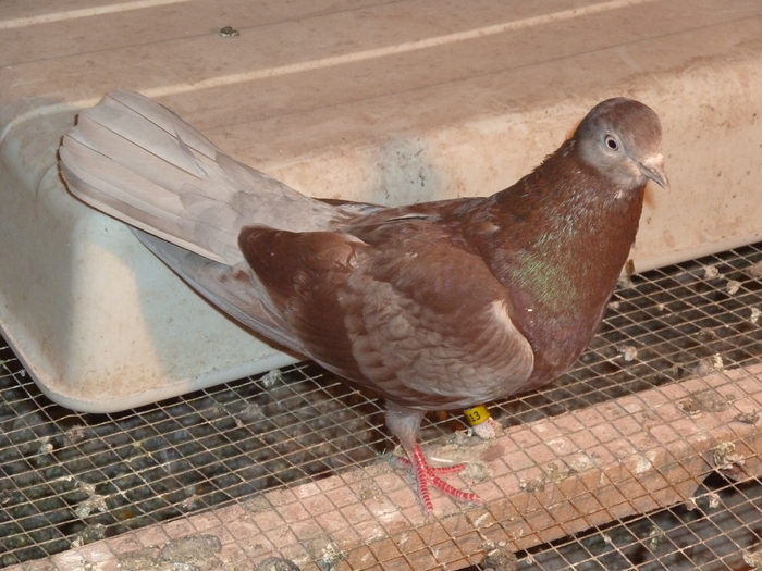 rosie spicata - ciungi de ploiesti