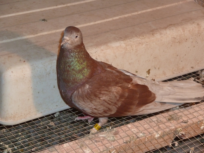 rosie spicata - ciungi de ploiesti