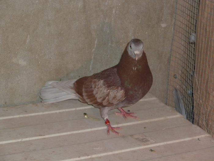 rosu spicat murzicat - ciungi de ploiesti