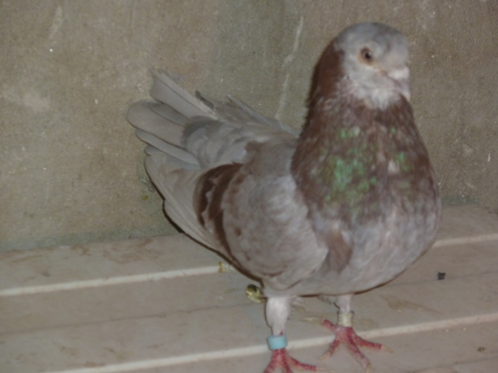 bujor - ciungi de ploiesti