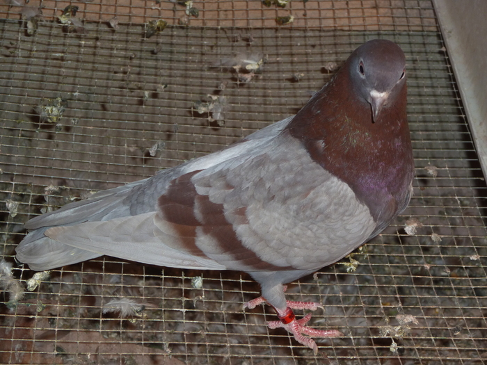 gagie - ciungi de ploiesti