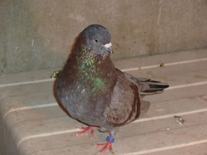 albastru de ploiesti - ciungi de ploiesti