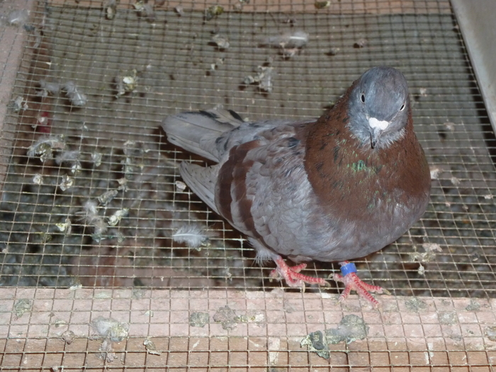 albastru de ploiesti - ciungi de ploiesti