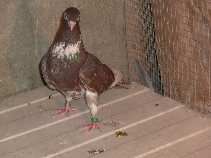 prunia cu sal - ciungi de ploiesti