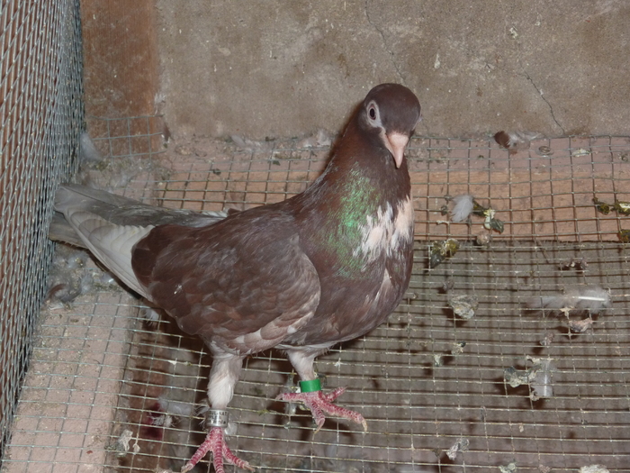 prunia sal - ciungi de ploiesti