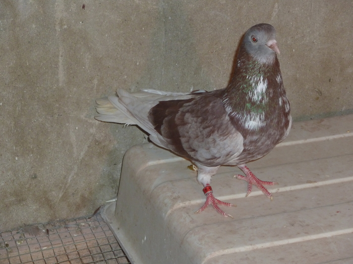 trestiu gagiu tintat - ciungi de ploiesti