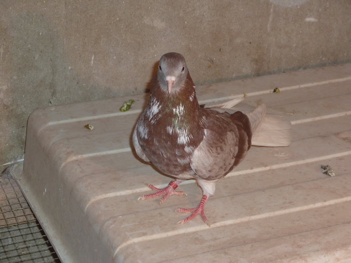 trestiu gagiu tintat - ciungi de ploiesti