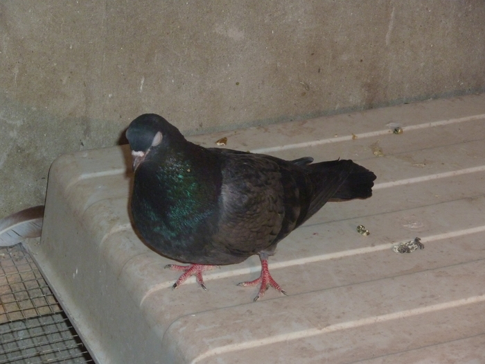 vanata - ciungi de ploiesti