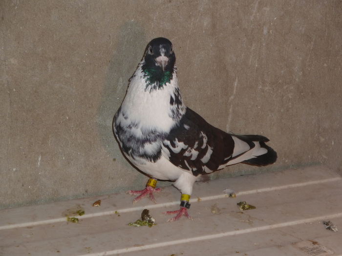 prian negru - ciungi de ploiesti