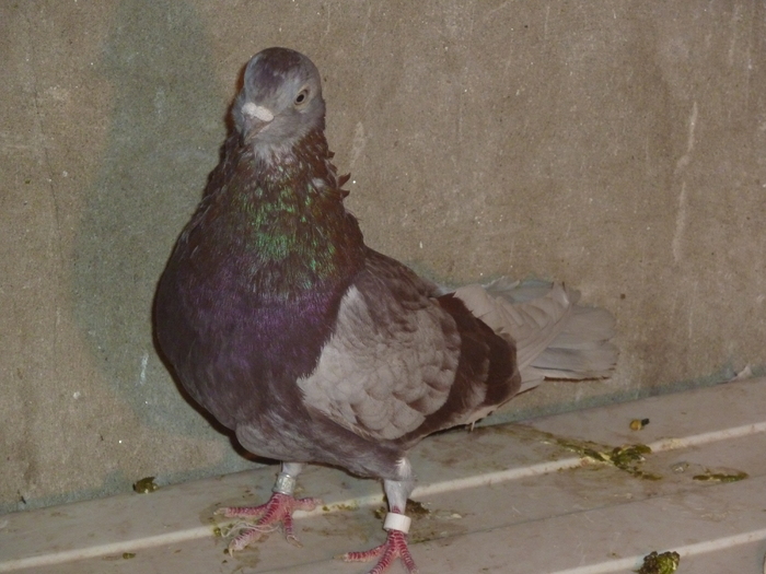 trestiu gagiu - ciungi de ploiesti