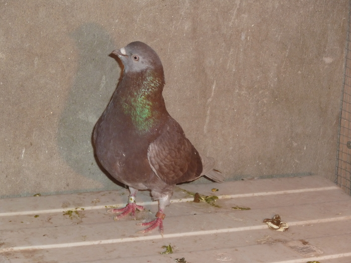 rosu spicat - ciungi de ploiesti