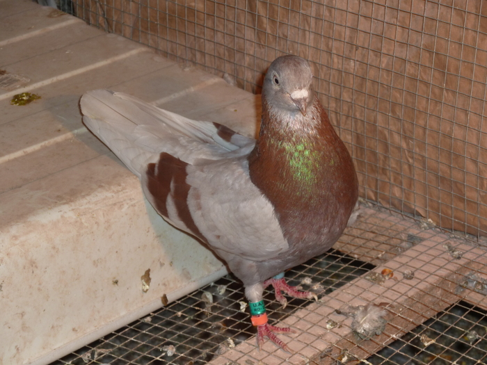 bujor; de la costel nadaban arad

