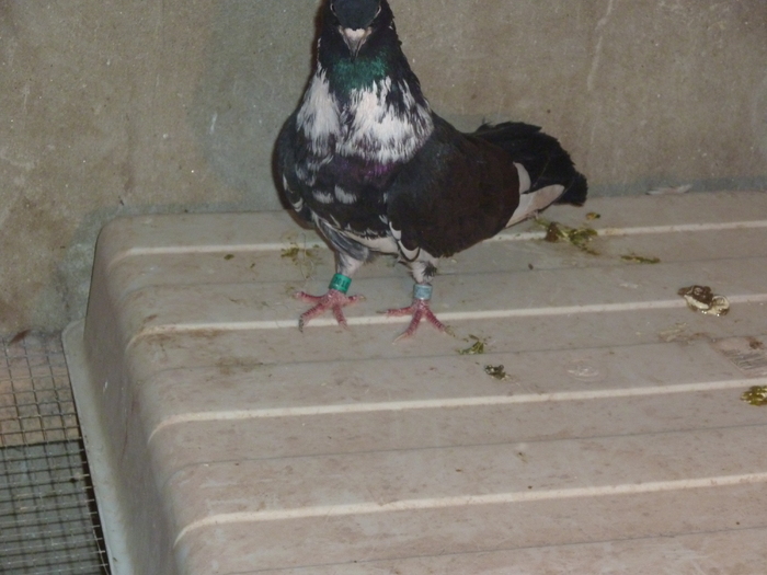 prian negru ruginit; de la costel nadaban arad
