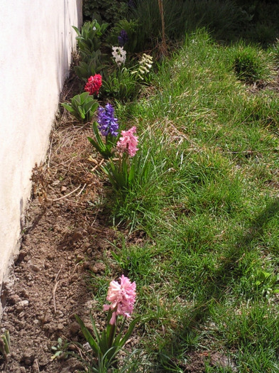 aprilie 2011 - Plante primavaratice
