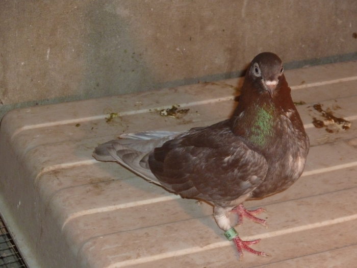 prunie - ciungi de ploiesti