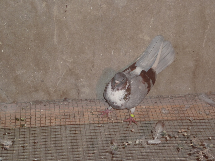 griva bujor - ciungi de ploiesti