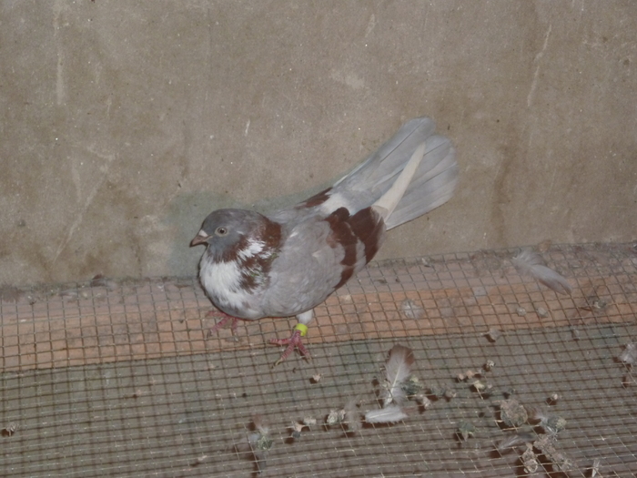 griva bujor - ciungi de ploiesti