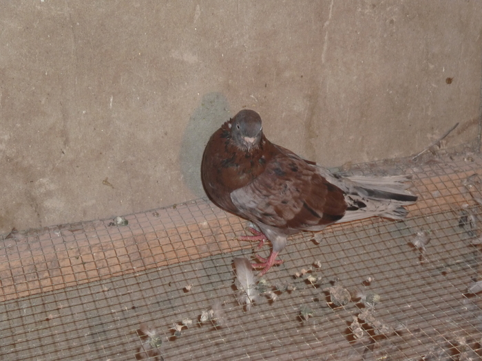 albastru tigrat de ploiesti - ciungi de ploiesti