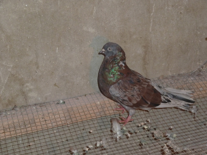 albastru tigrat de ploiesti - ciungi de ploiesti