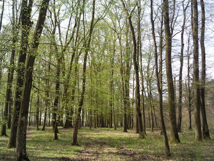 padurea la inceputul lui  aprilie 2011 - xPrin padurea de stejari