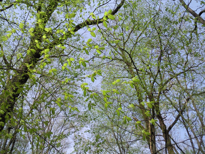 padurea la inceputul lui  aprilie 2011 - xPrin padurea de stejari