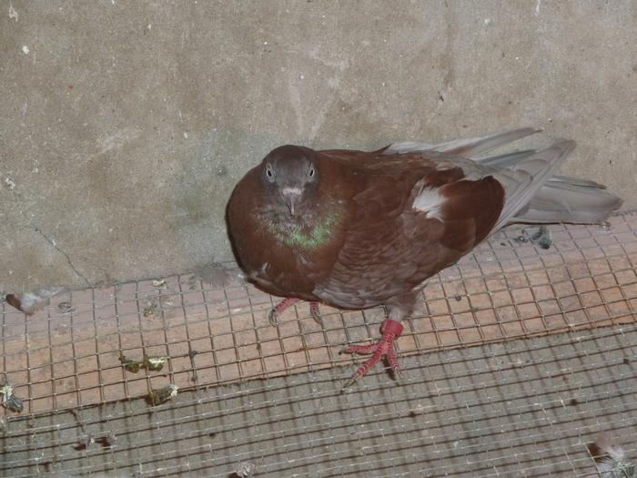 rosie spicata - ciungi de ploiesti