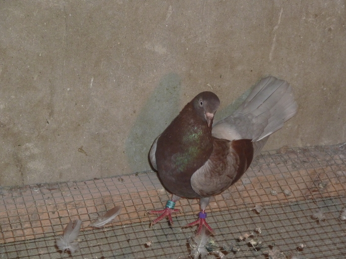 trestie cu nuanta de albastru - ciungi de ploiesti