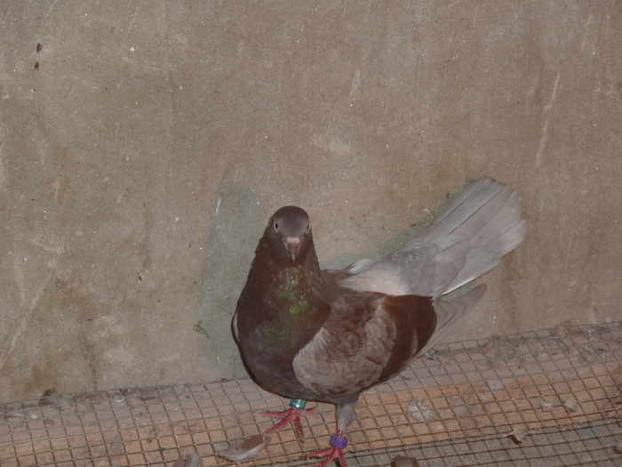 trestie cu nuanta de albastru - ciungi de ploiesti