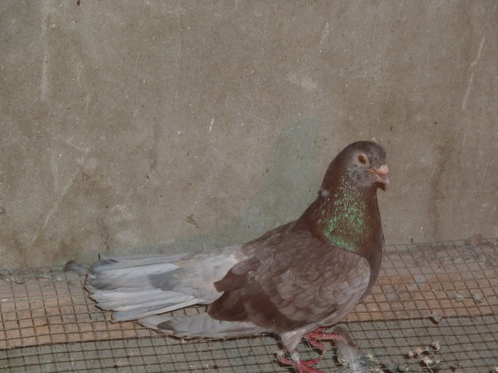 trestiu gagiu - ciungi de ploiesti