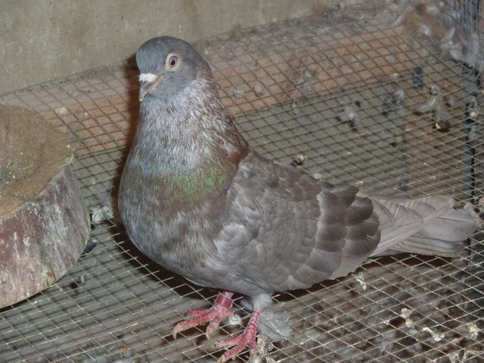 nisipiu - ciungi de ploiesti