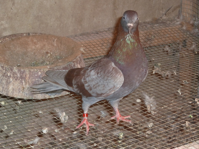 albastra de ploiesti - ciungi de ploiesti