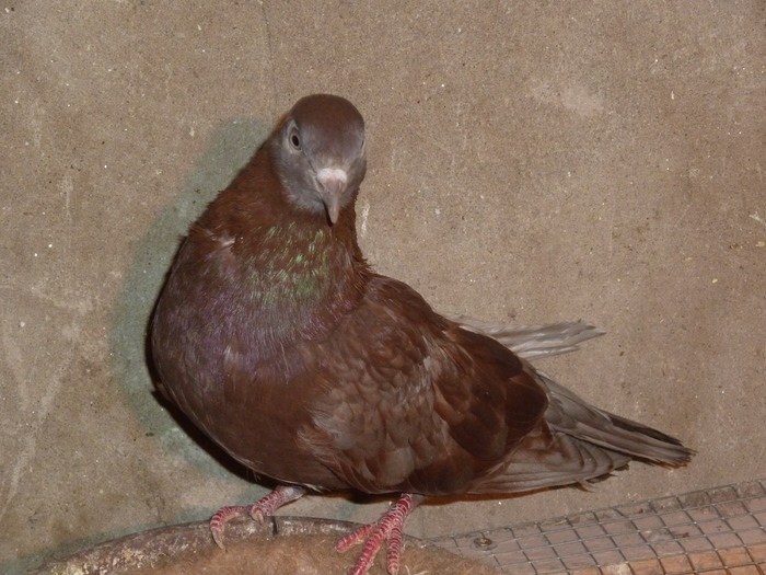 rosie spicata - ciungi de ploiesti