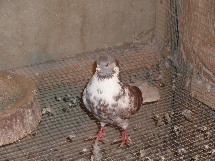 floriu trestiu - ciungi de ploiesti