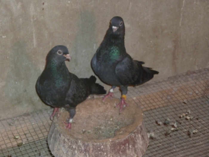 guti - ciungi de ploiesti