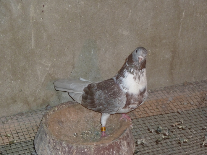 griv - ciungi de ploiesti