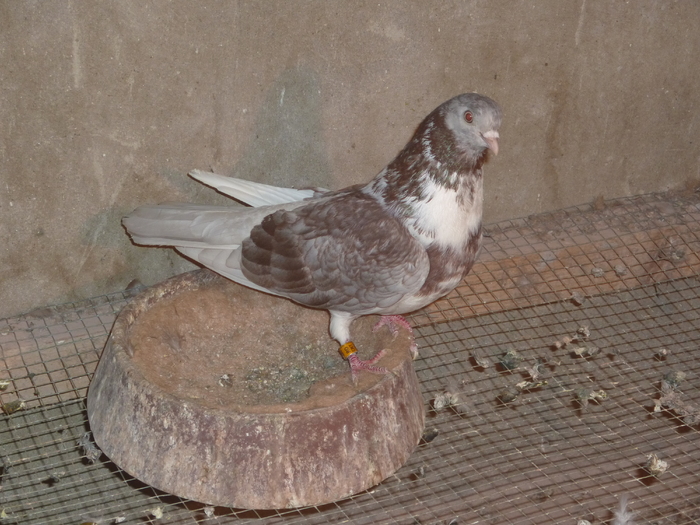 griv - ciungi de ploiesti