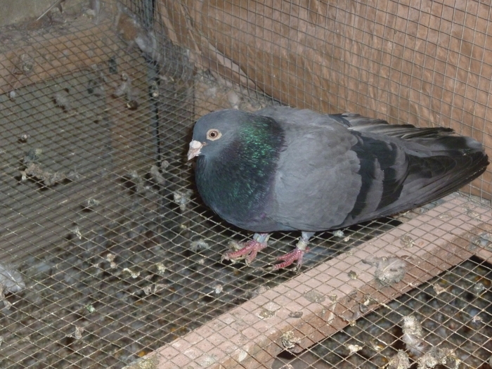 vanat - ciungi de ploiesti